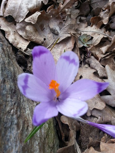 20150321_151049 - 1_PRIMAVARA