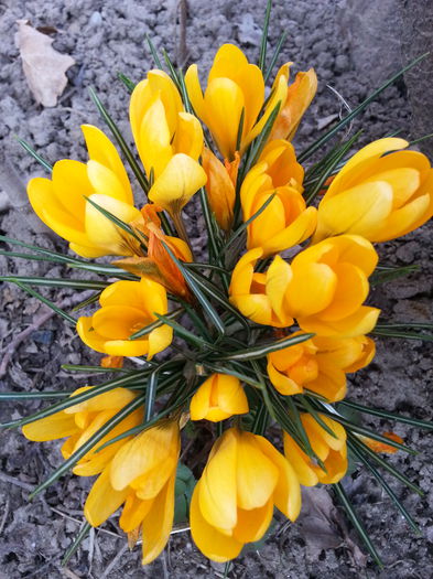 20150321_151031 - 1_PRIMAVARA