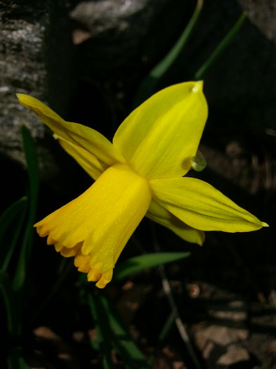 20150321_150914 - 1_PRIMAVARA