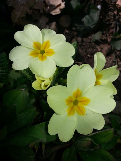 20150321_150811 - 1_PRIMAVARA