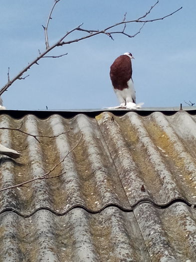 fem tanara, incepe sa umfle