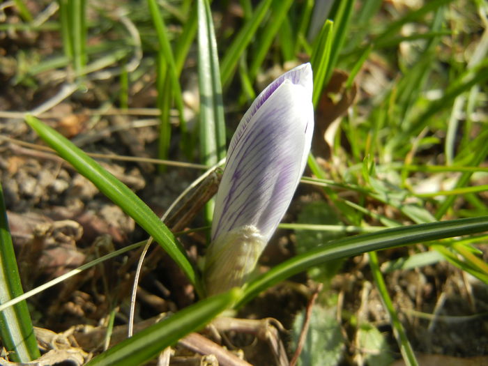 Crocus Pickwick (2015, March 13)