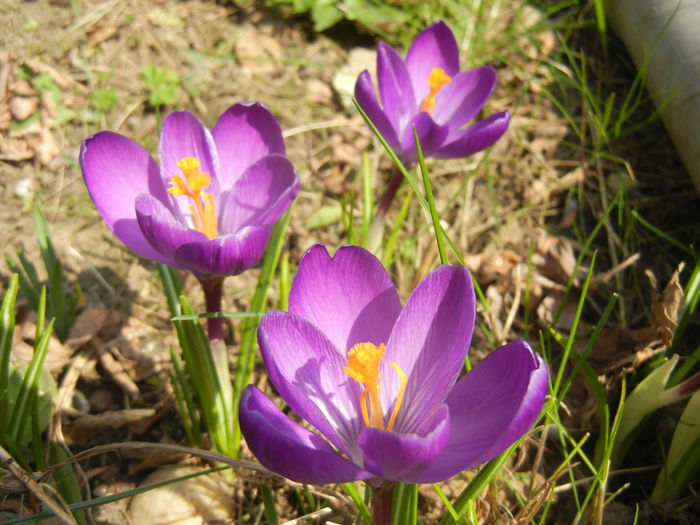 Crocus Flower Record (2015, March 13)