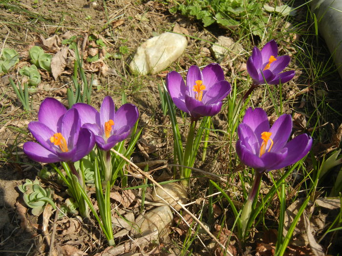 Crocus Flower Record (2015, March 13)