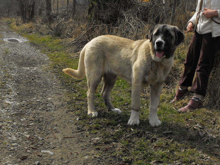 DSCF1845 - kangal