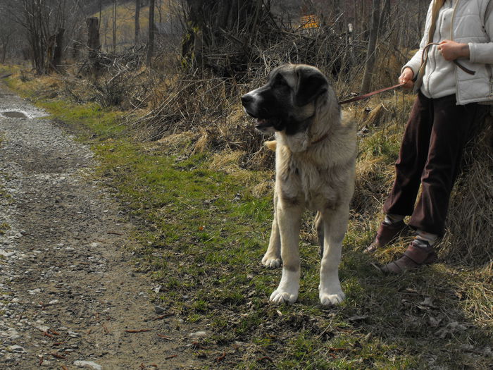 DSCF1843 - kangal