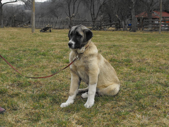 DSCF1831 - kangal