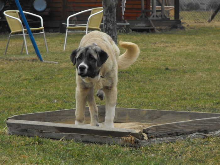 DSCF1828 - kangal