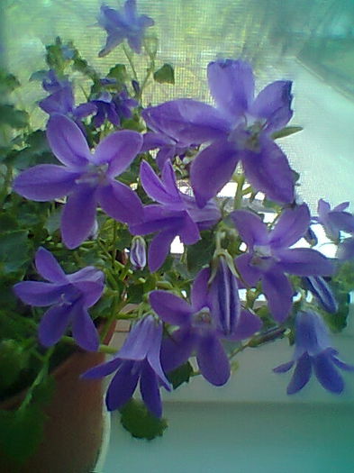 Kampanula Portenschlagiana