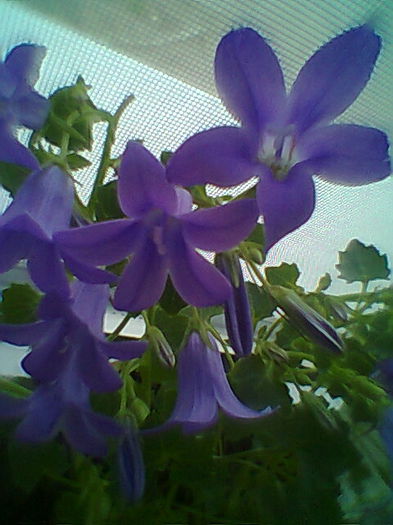 Kampanula Portenschlagiana