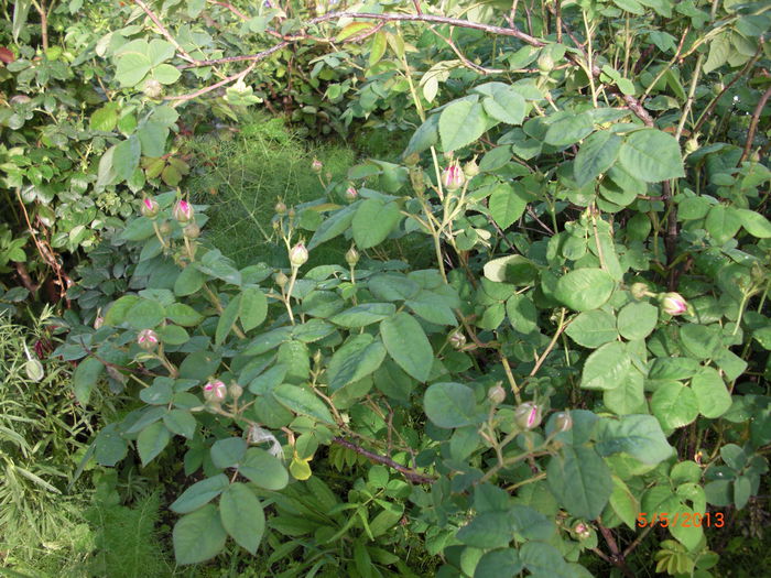 trandafiri de dulceata boboci1 - Gradina Casa si Plante Rare sau Deosebite pentru Sanatate