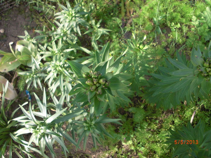 crini boboci - Gradina Casa si Plante Rare sau Deosebite pentru Sanatate
