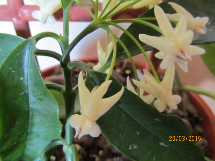 h. Lockii - HOYA 2015