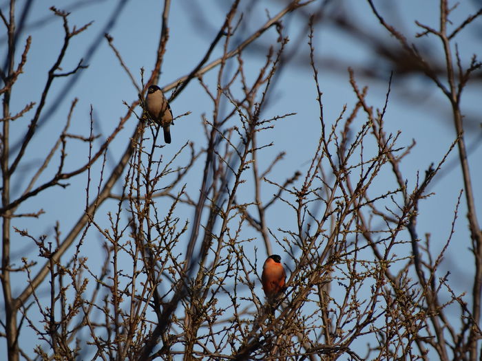 mugurani vin aproape de casa - a-vizitatorii gradinii-2015