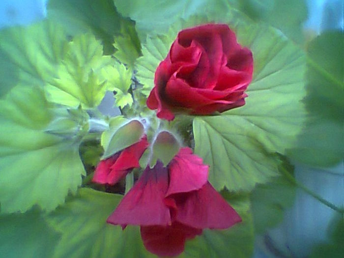 Fotogr.1873 - Flori 2015