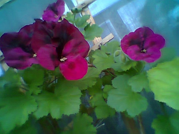 Fotogr.1875 - Flori 2015