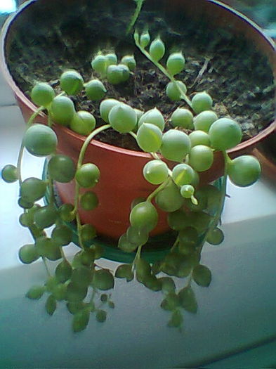 Senecio rowleyanus