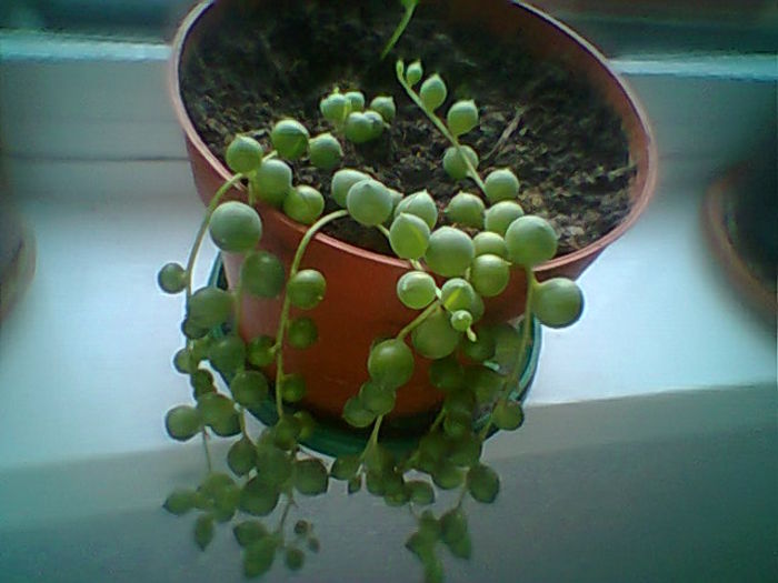 Senecio rowleyanus