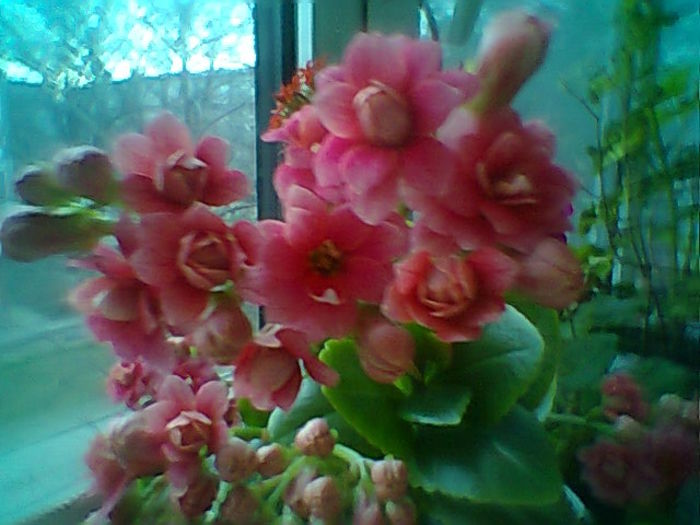 Kalanchoe
