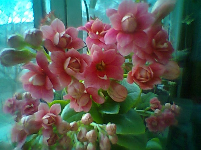 Kalanchoe
