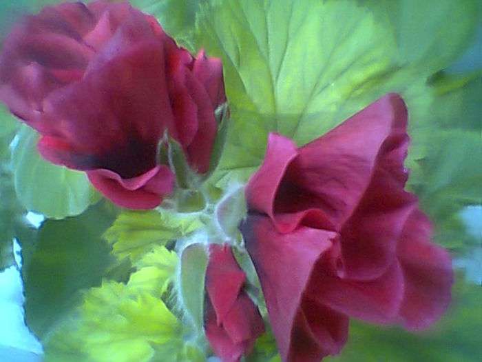 Fotogr.1874 - Muscate 2015