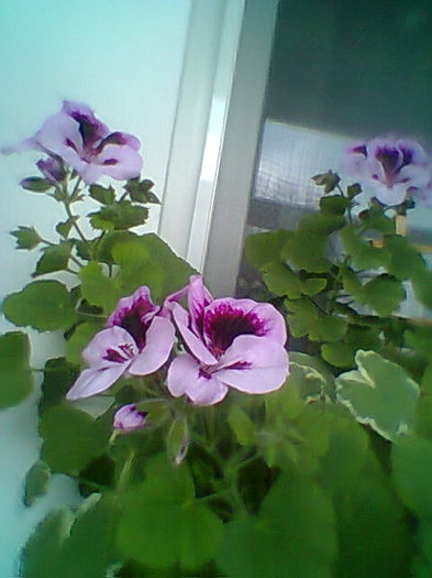 Fotogr.1882 - Muscate 2015