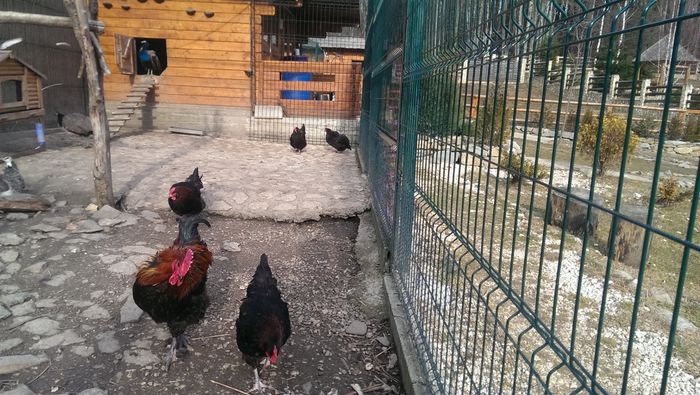 Marans - Martie 2015