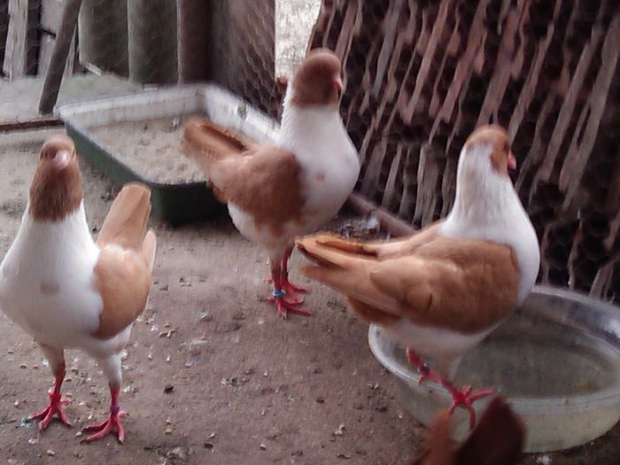 Modena Gazzi Galbeni