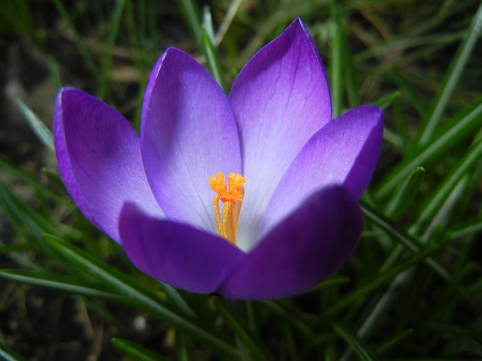 Crocus tommasinianus (2015, March 16)