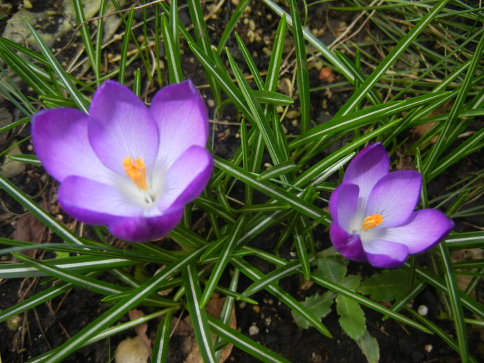 Crocus tommasinianus (2015, March 16)