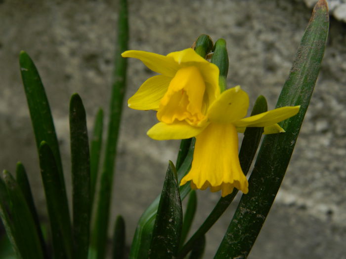 DSCN0739 - 2015_MARTIE