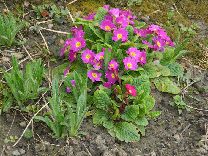 DSCN0773 - 2015_MARTIE
