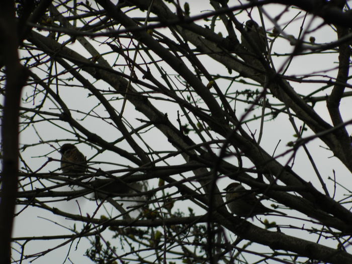 DSCN0787 - 2015_MARTIE