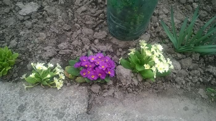 WP_20150323_14_34_25_Pro - Plante de gradina