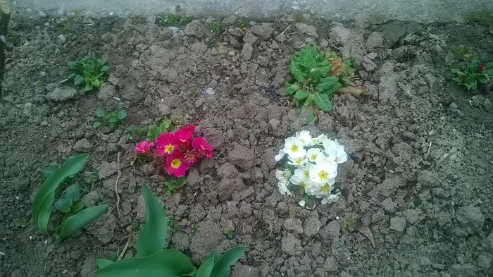 WP_20150323_14_34_40_Pro - Plante de gradina