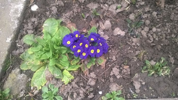 WP_20150323_14_34_49_Pro - Plante de gradina