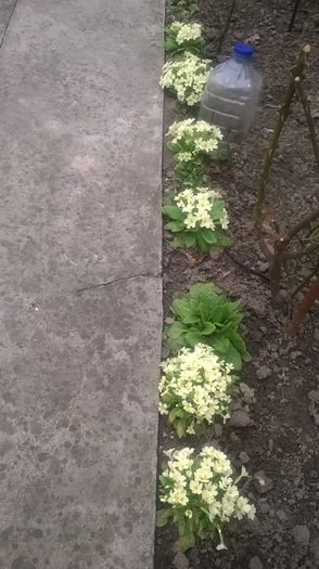 WP_20150323_14_34_54_Pro - Plante de gradina