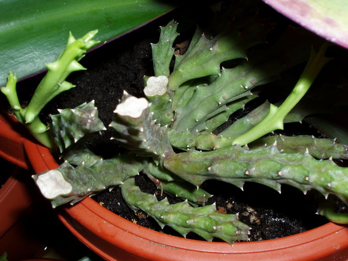 Stapelia variegata - steaua serifului - Stapelia variegata sau steaua serifului