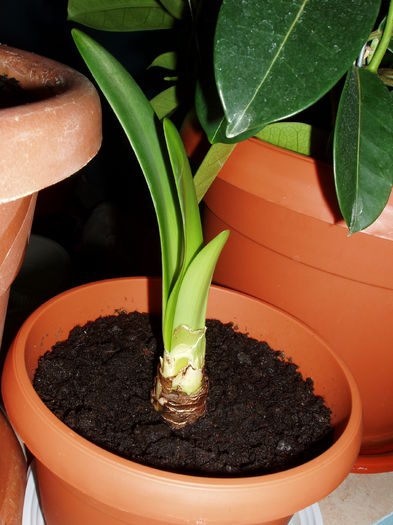 amarilis; ...deja avem trei frunze dupa o saptamana!
