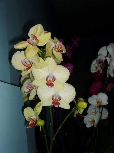ordihee - orhidee