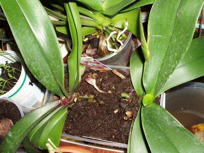 orhidee; se pare ca le merge foarte bine si cu pamant, avand in vedere ca le da frunze noi!
