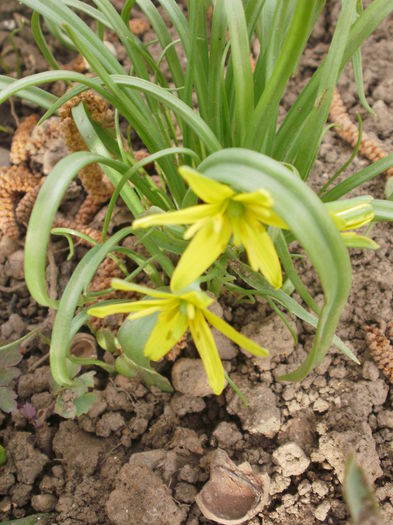 Gagea arvensis - Flora spontana