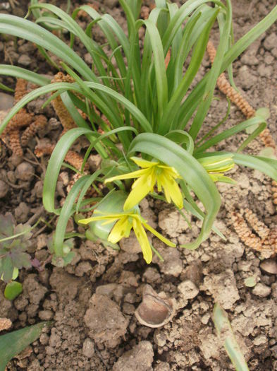 Gagea arvensis - Flora spontana