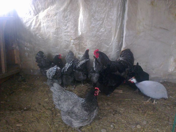 martie 15 007 - 03 AUSTRALORP albastru 2015