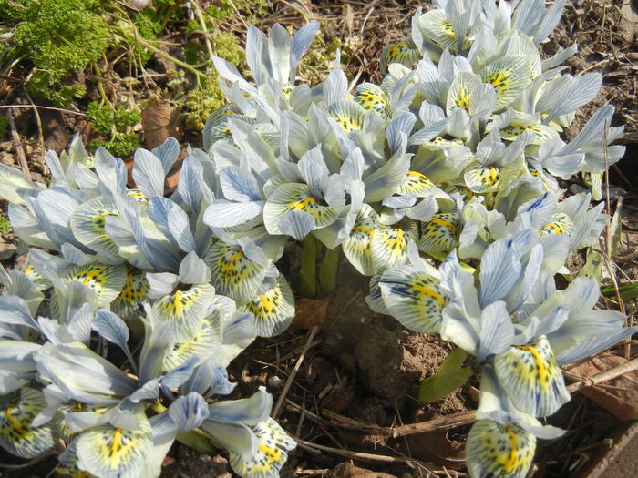 Iris Katharine Hodgkin (2015, March 13) - Iris reticulata Katharine Hodgkin