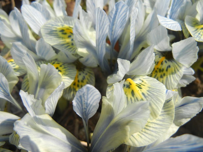 Iris Katharine Hodgkin (2015, March 13) - Iris reticulata Katharine Hodgkin