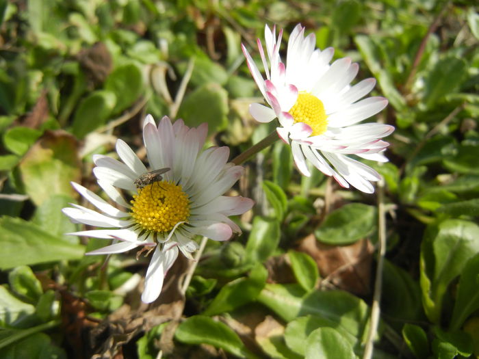 Bellis perennis (2015, March 13) - BELLIS Perennis