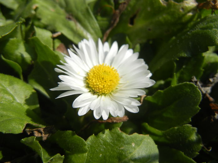 Bellis perennis (2015, March 13) - BELLIS Perennis