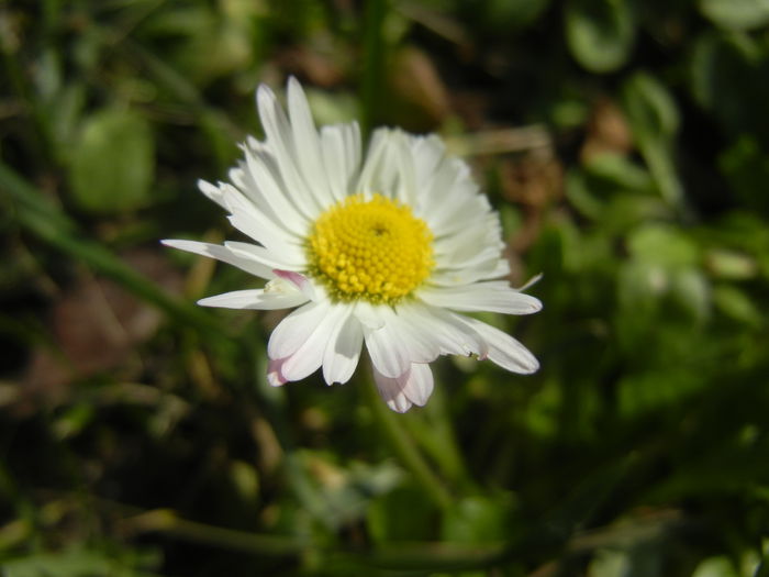 Bellis perennis (2015, March 13) - BELLIS Perennis
