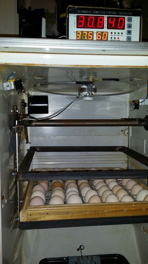 20150323_222214 - Incubator automat - home made